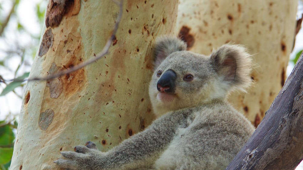 Magnetic Island Tours