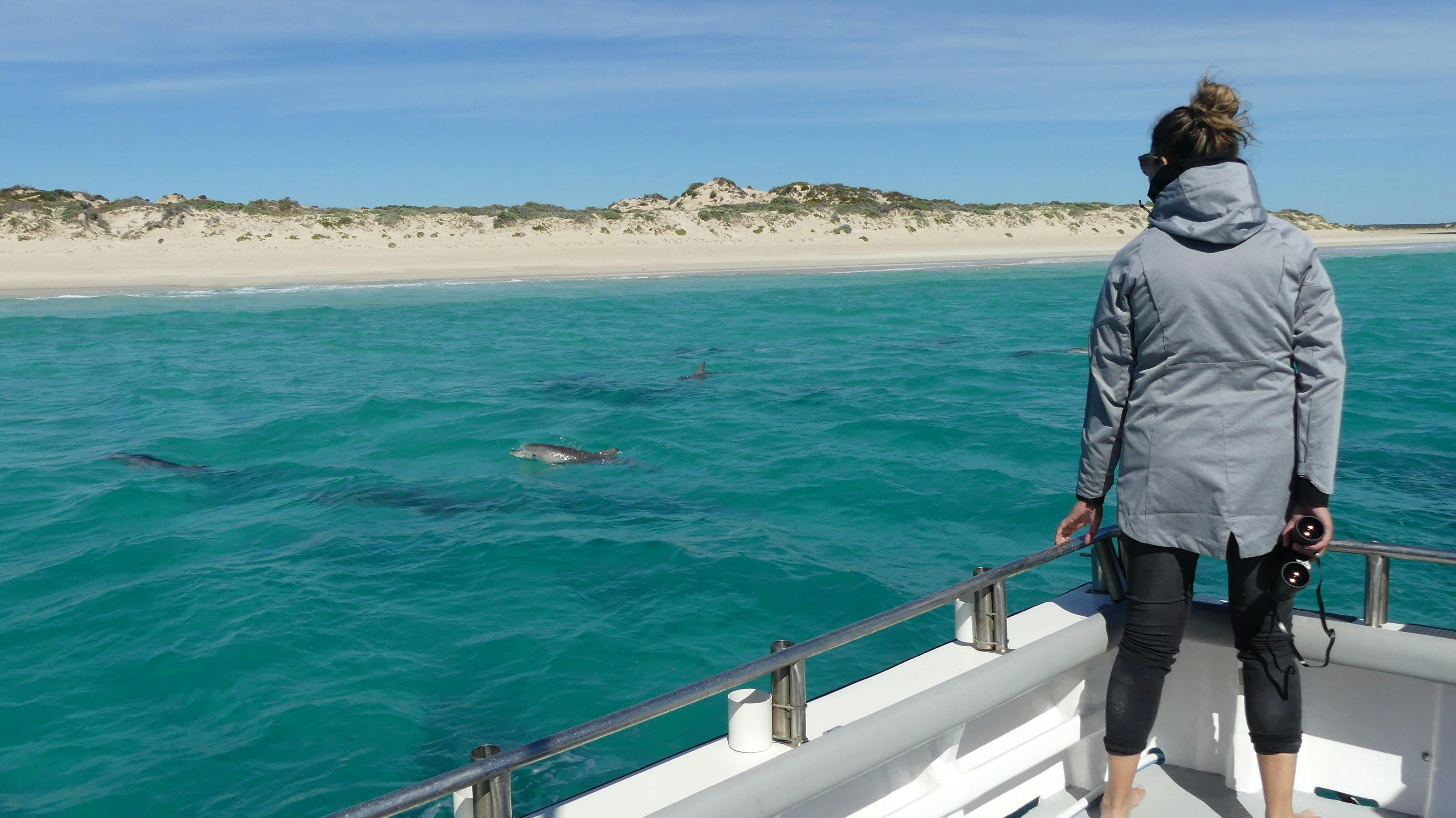 Dolphin tours South Australia