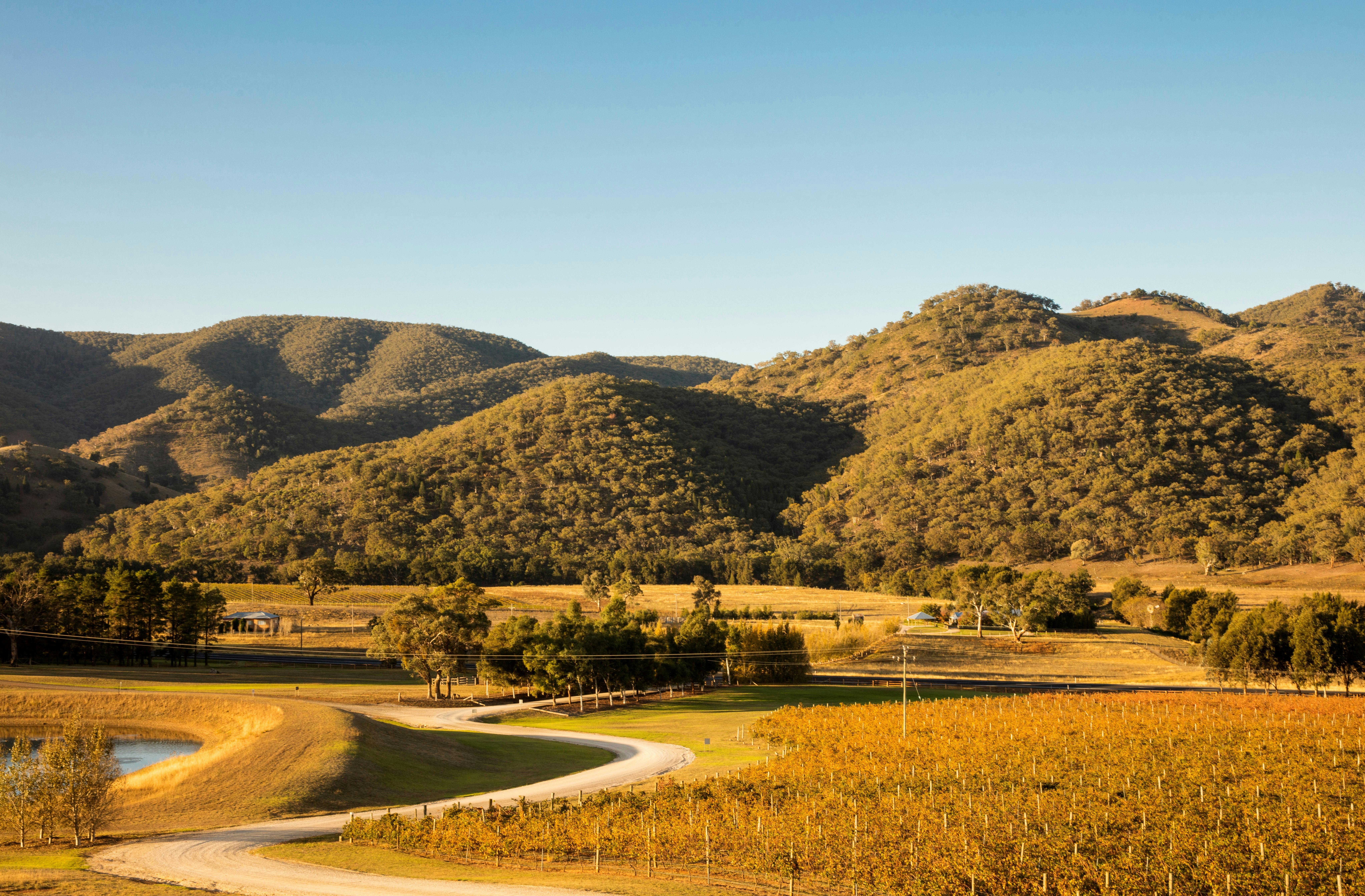Logan Vineyards