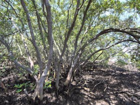 Osprey_House_Education_Centre_Mangroves_Moreton_Bay_Region