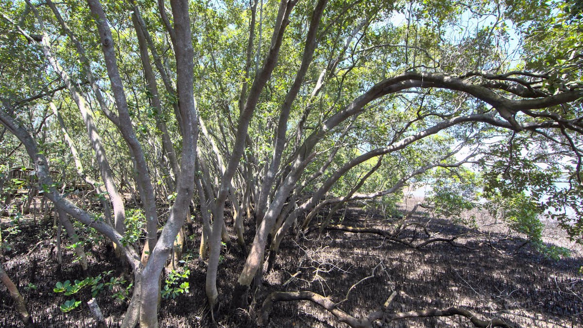 Osprey_House_Education_Centre_Mangroves_Moreton_Bay_Region Osprey_House_Education_Centre_Mangroves_Moreton_Bay_Region