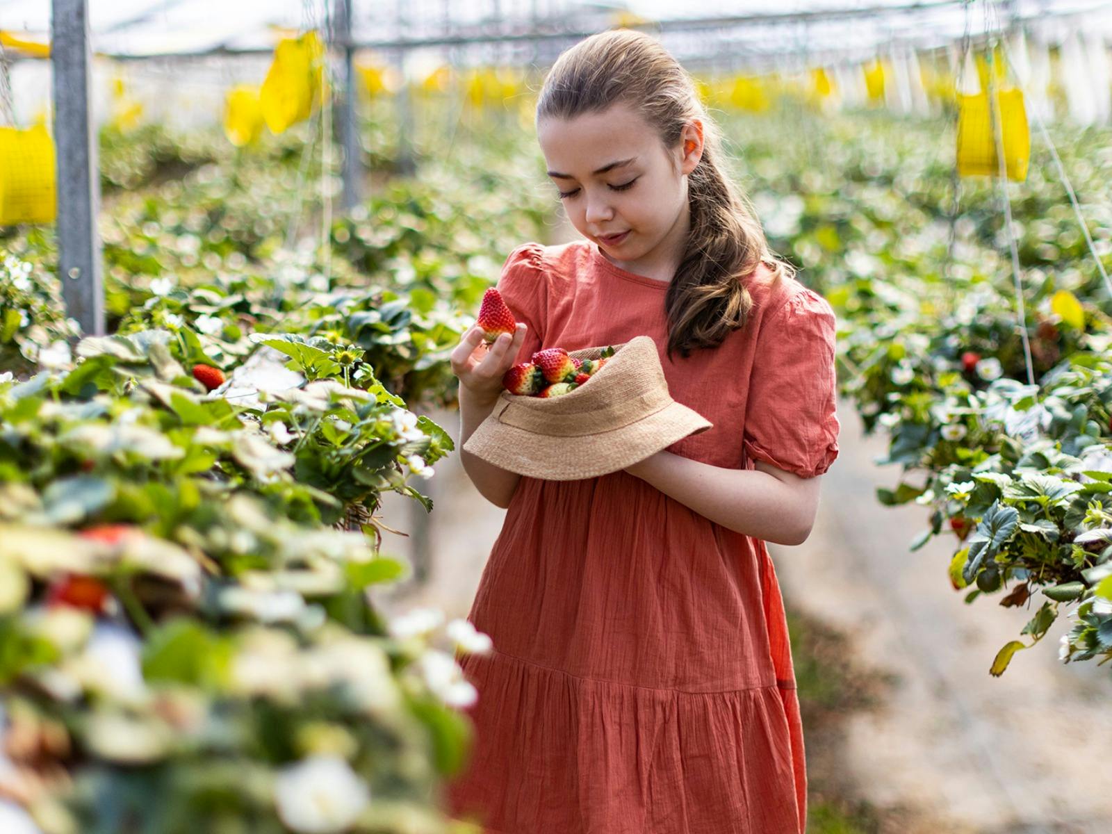 ベリーリシャスイチゴ