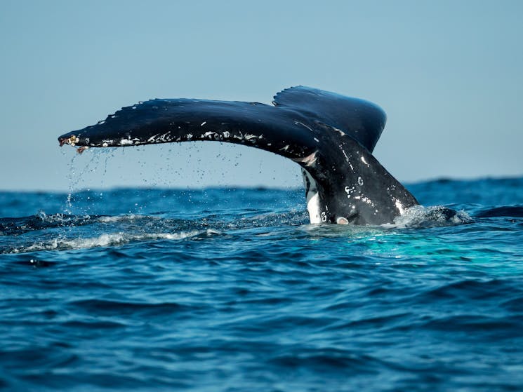 Whale Tail as a whale dives down underwater