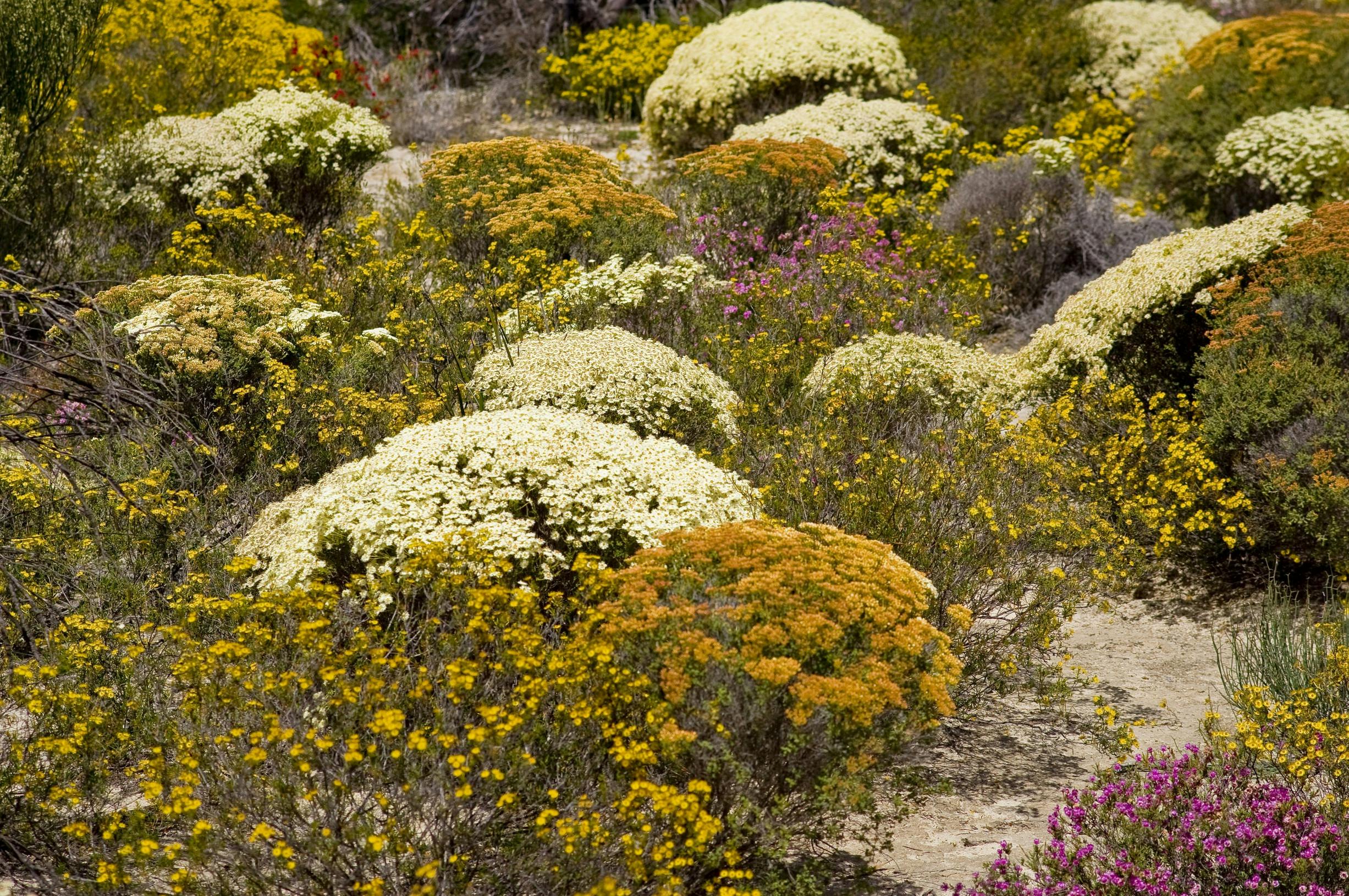 Wave Rock Wildflower Trail, Hyden, Western Australia