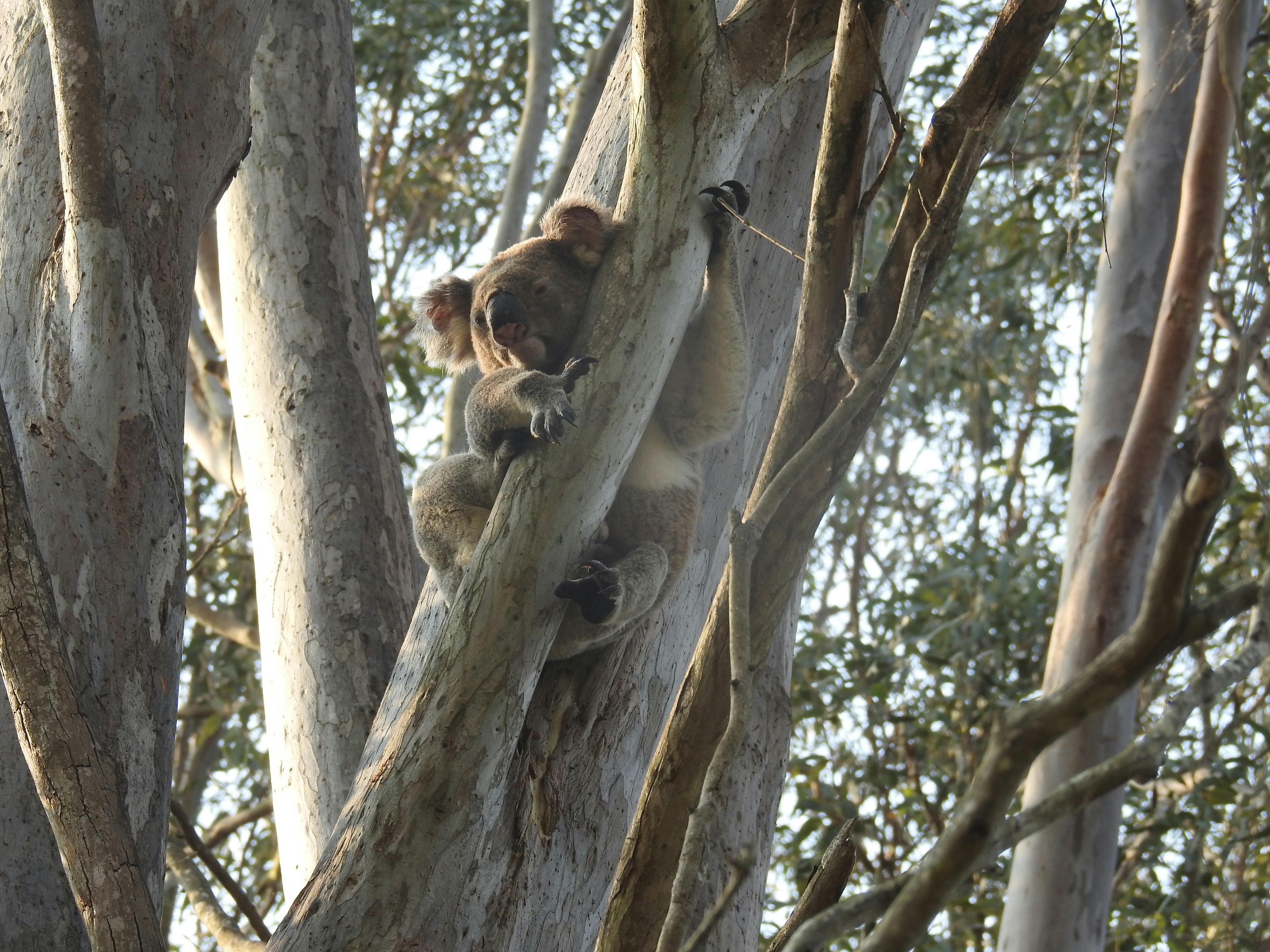 Wild koala at Coombabah