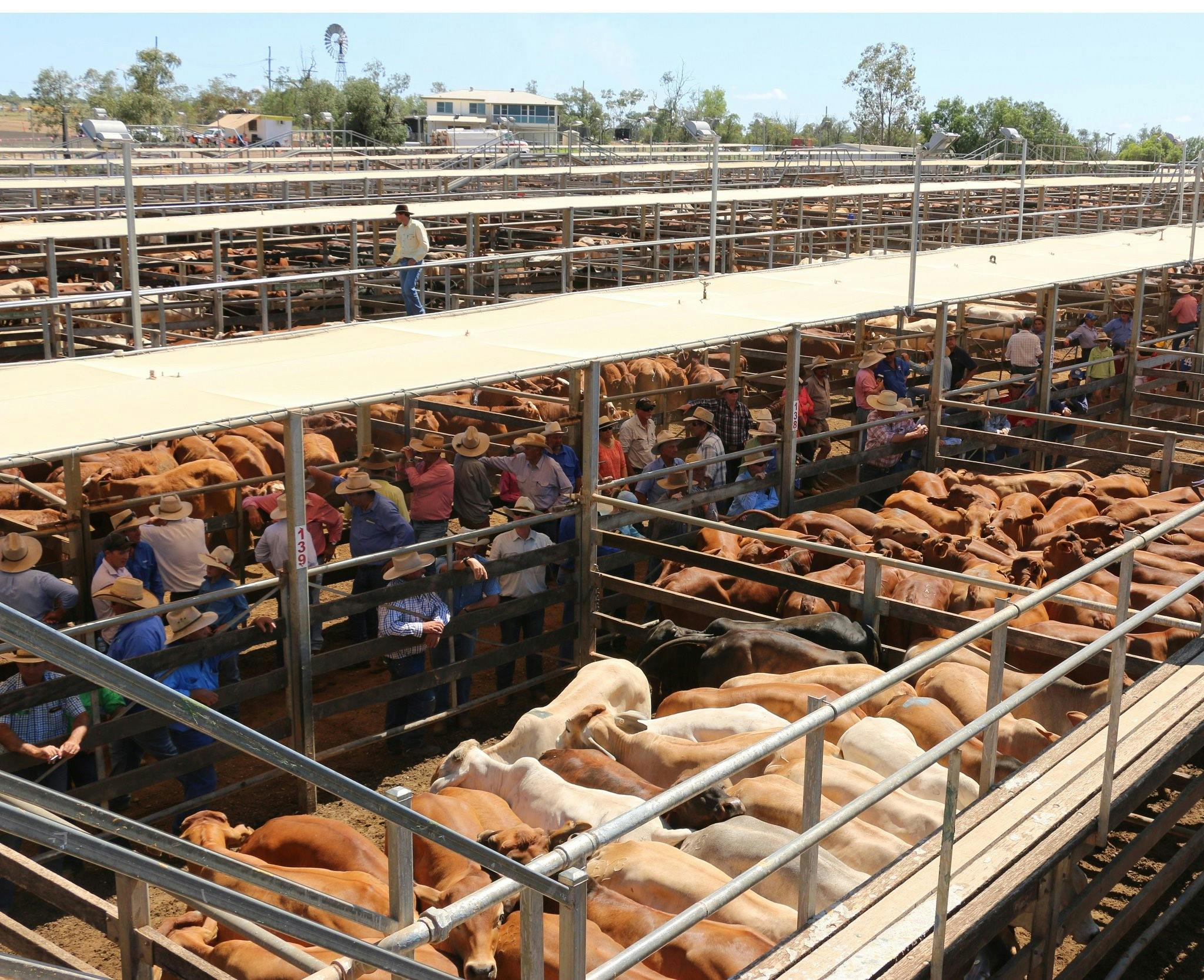 Roma Saleyards, Roma QLD