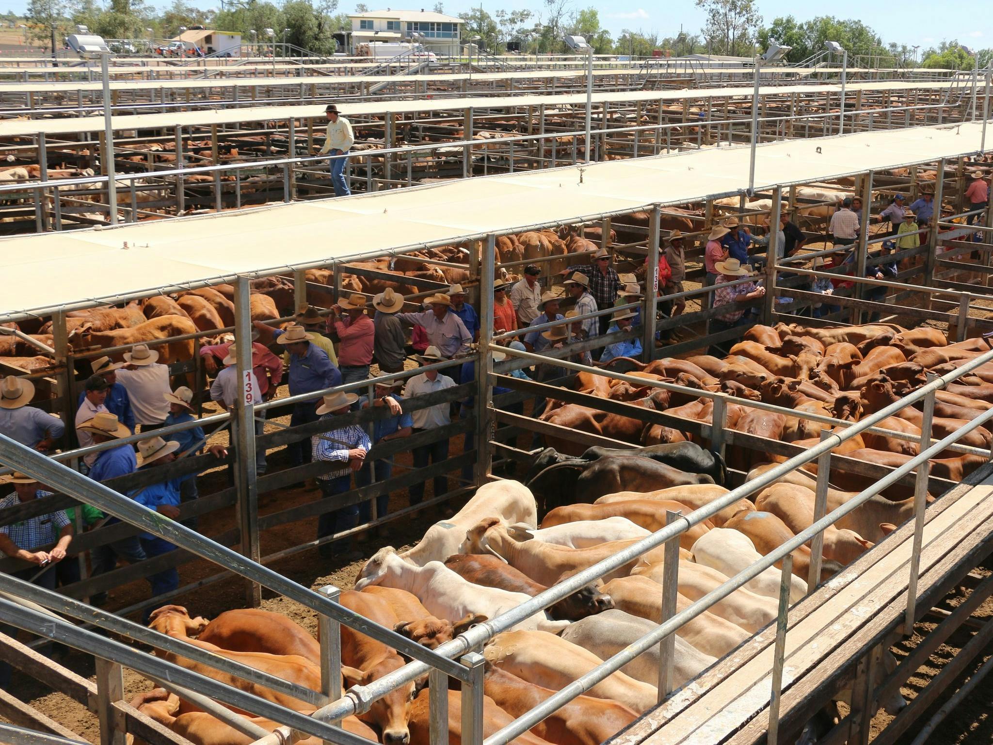 Roma Saleyards, Roma QLD Roma Saleyards, Roma QLD