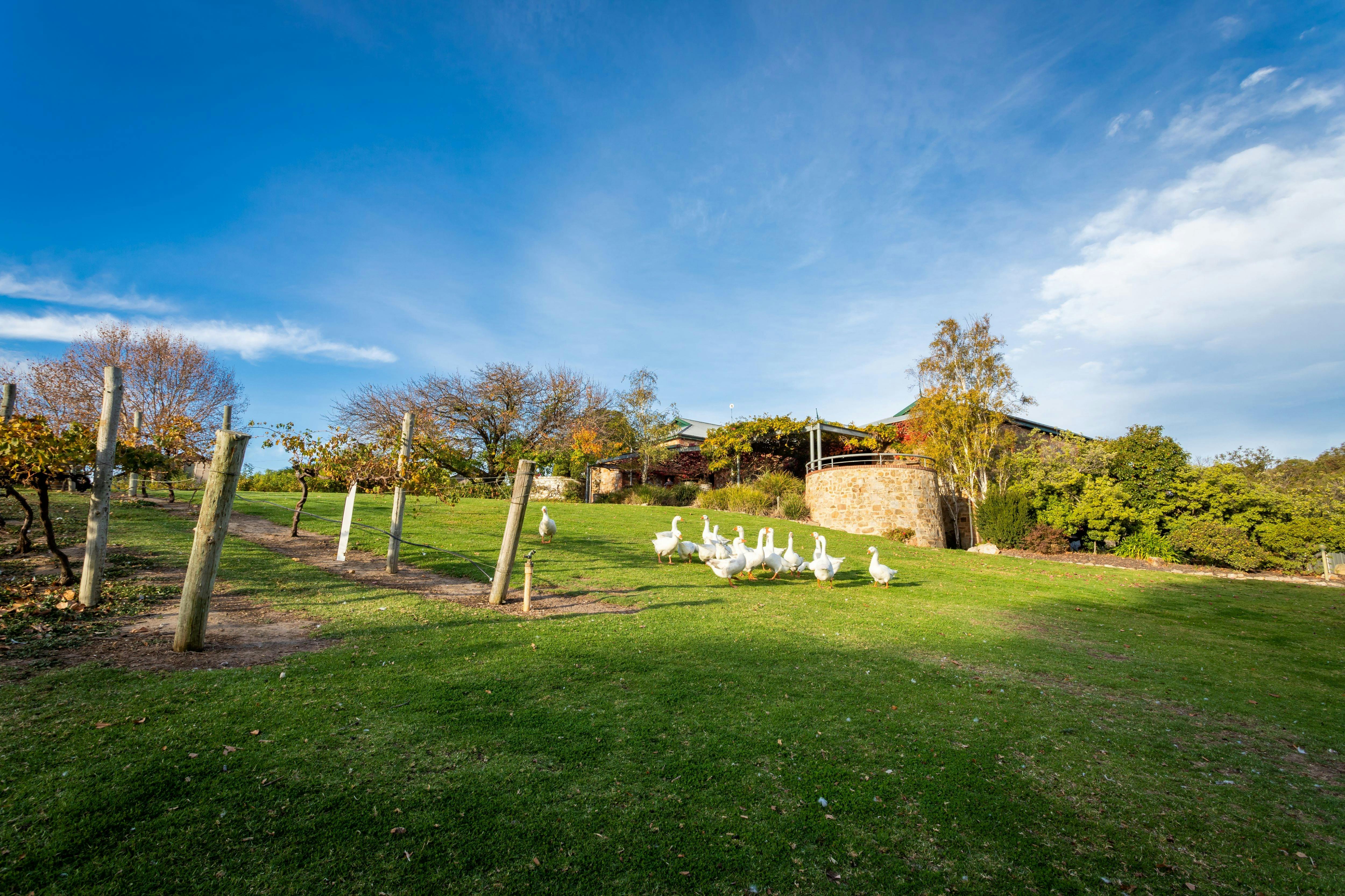 A gaggle of geese graze on a lawn in front of a historic cellar door