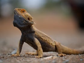 Arkaroola Wilderness Sanctuary