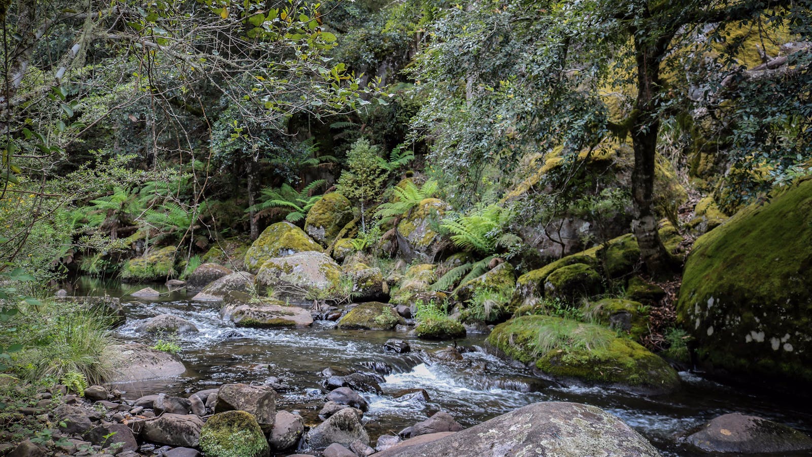 Barrington Tops State Forest