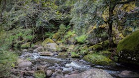 Barrington Tops State Forest