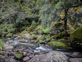 Barrington Tops State Forest