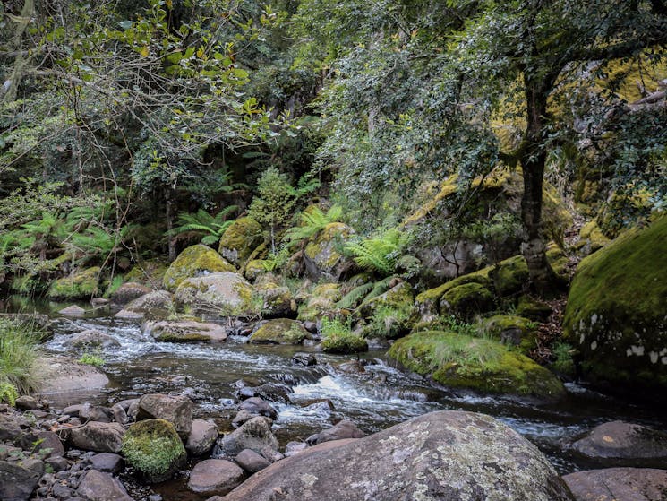 Manning River