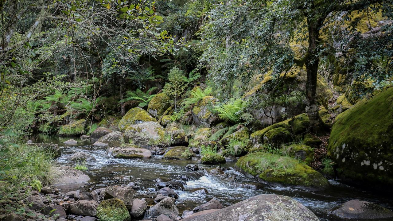 Manning River, Barrington Tops State Forest