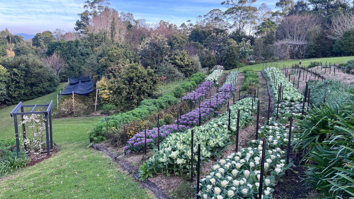 Field of flowers in winter