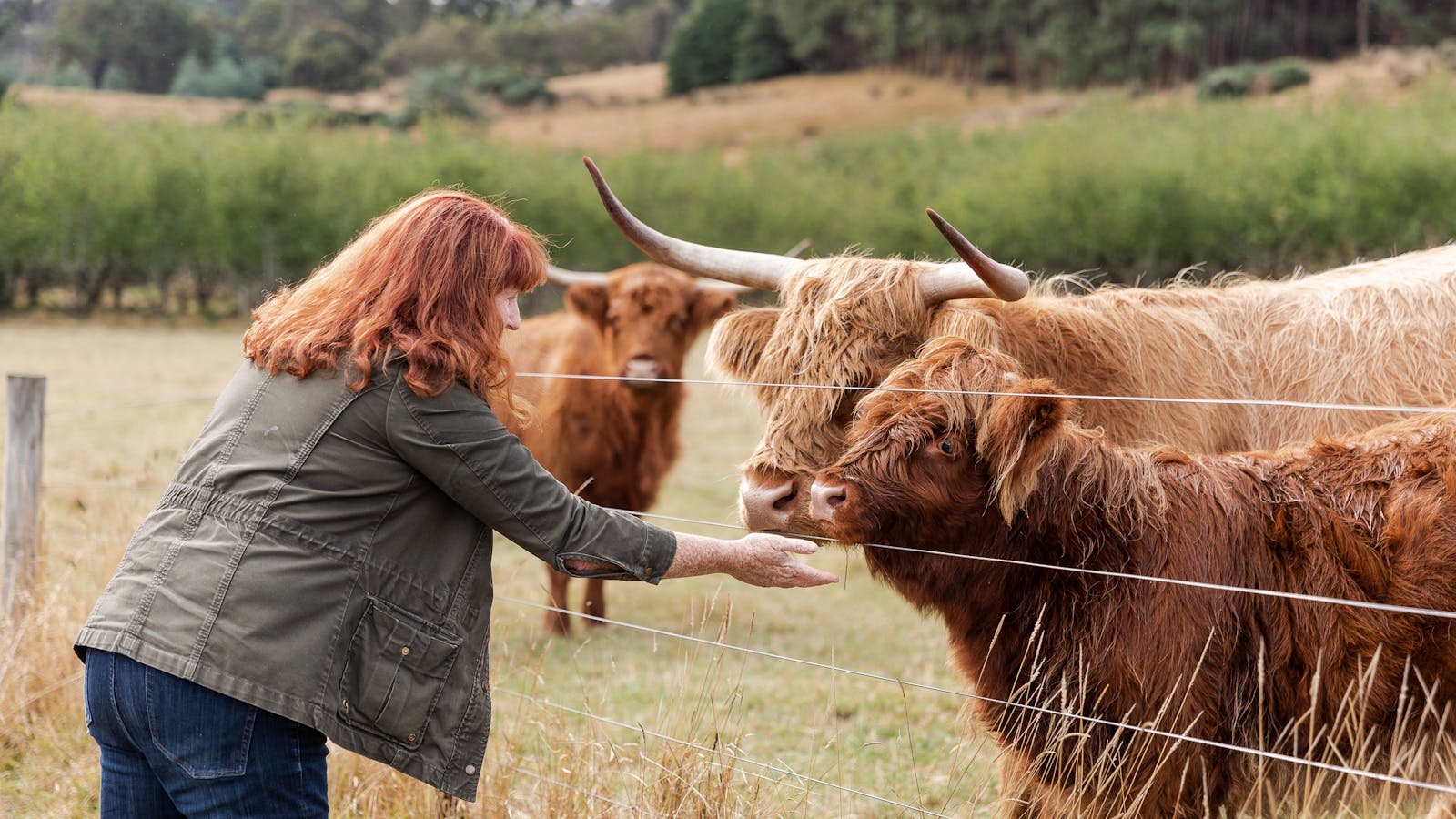 Meet our highland cattle