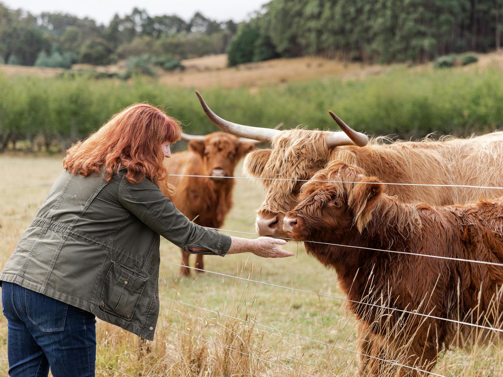 Join the afternoon farm tour to feed the  highlanders, goats, alpacas, sheep, chickens and ducks