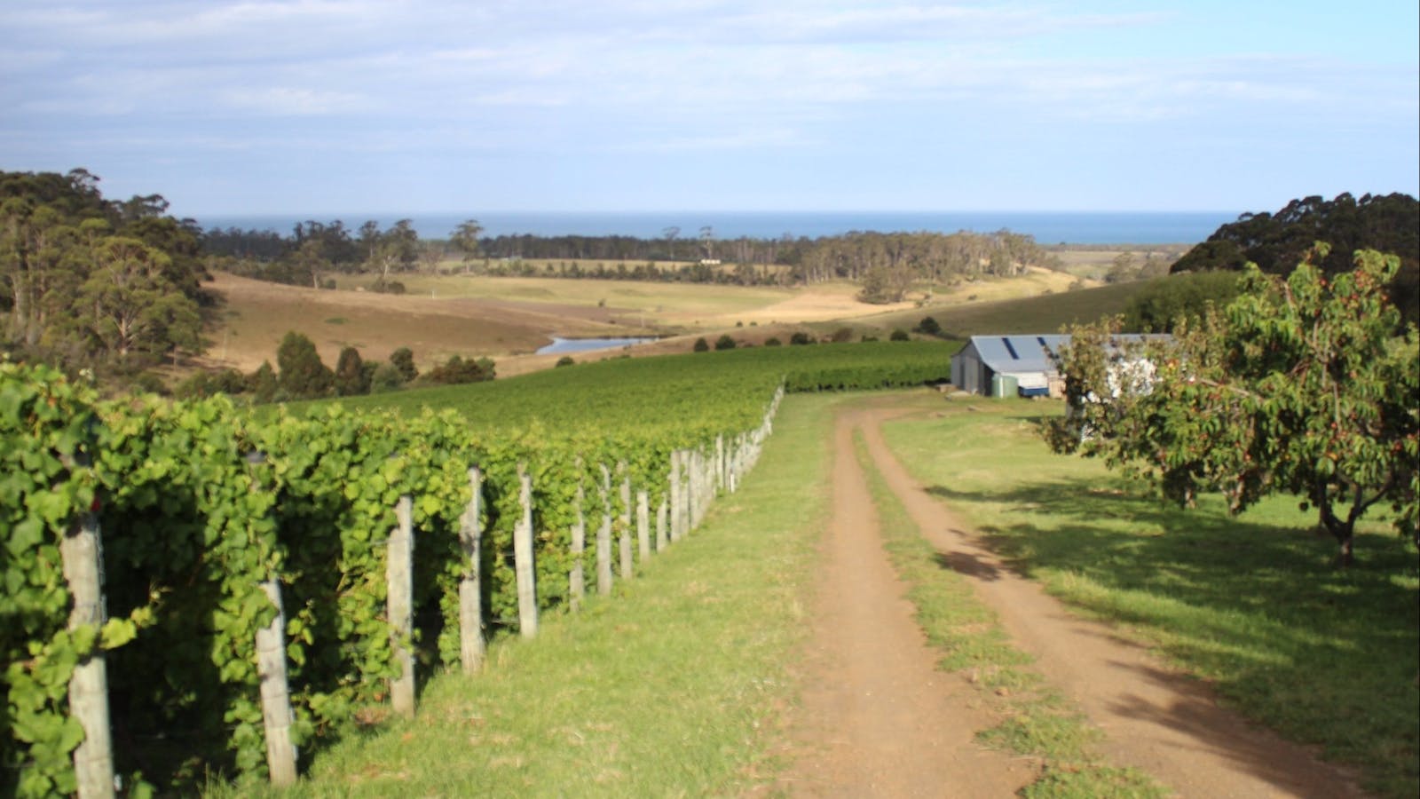 Cape Bernier Vineyard