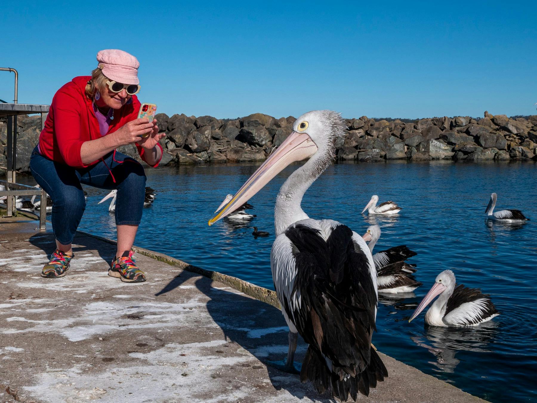 Guest photographing a Pelican at Quarantine Bay