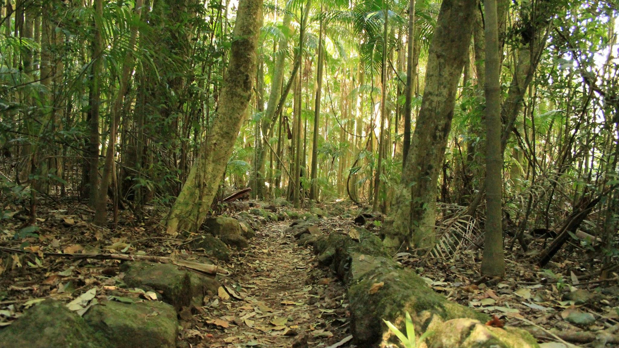 A track leads through a forest of tall slender palm trunks with light green foliage above.