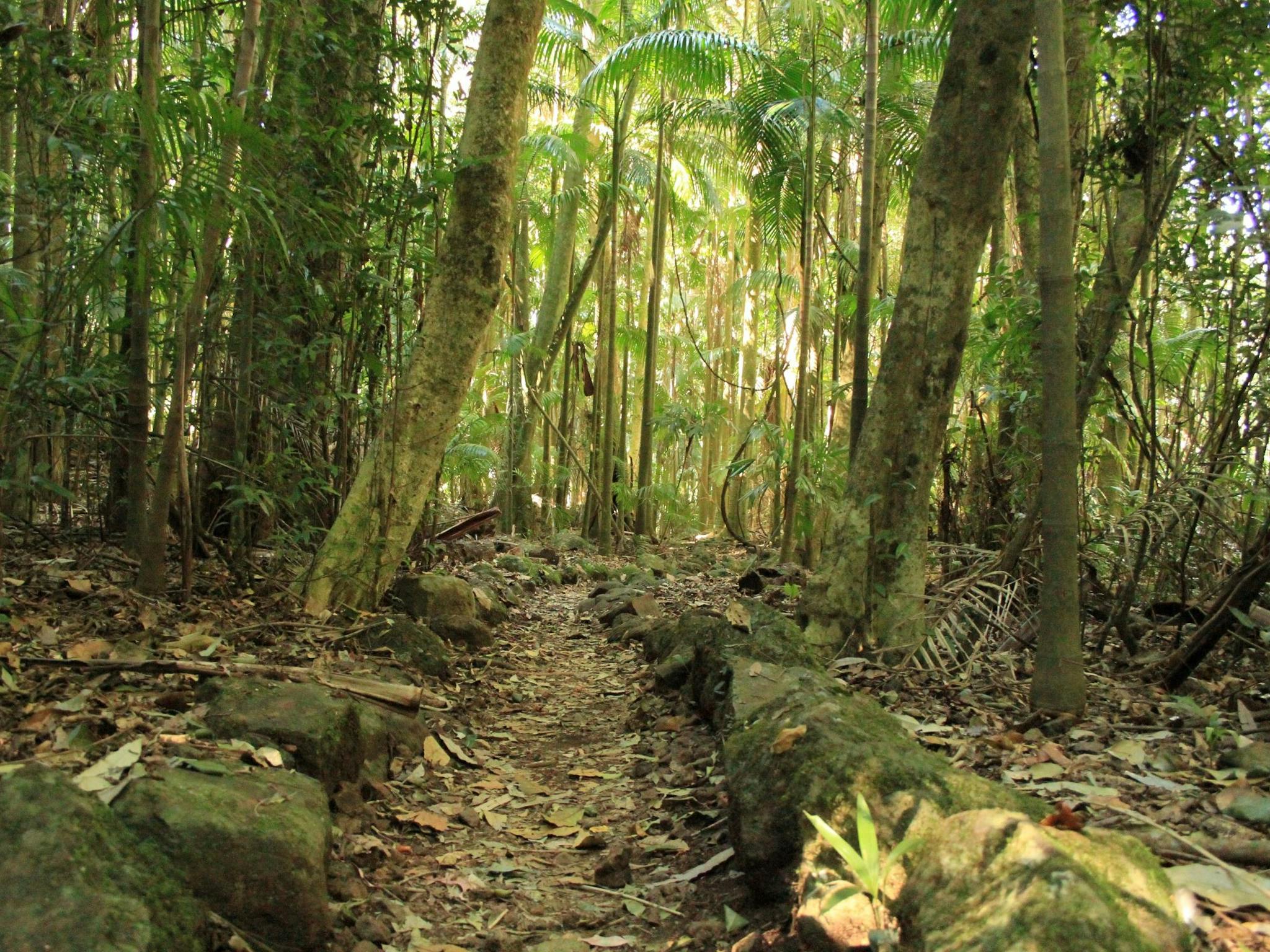 A track leads through a forest of tall slender palm trunks with light green foliage above. A track leads through a forest of tall slender palm trunks with light green foliage above.