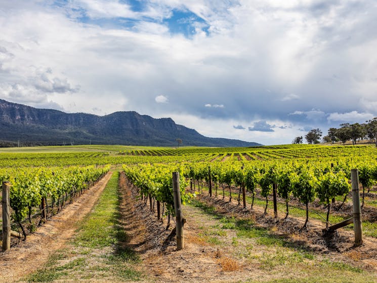 Autopia Tours - Hunter Valley - Scenic views across a vineyard