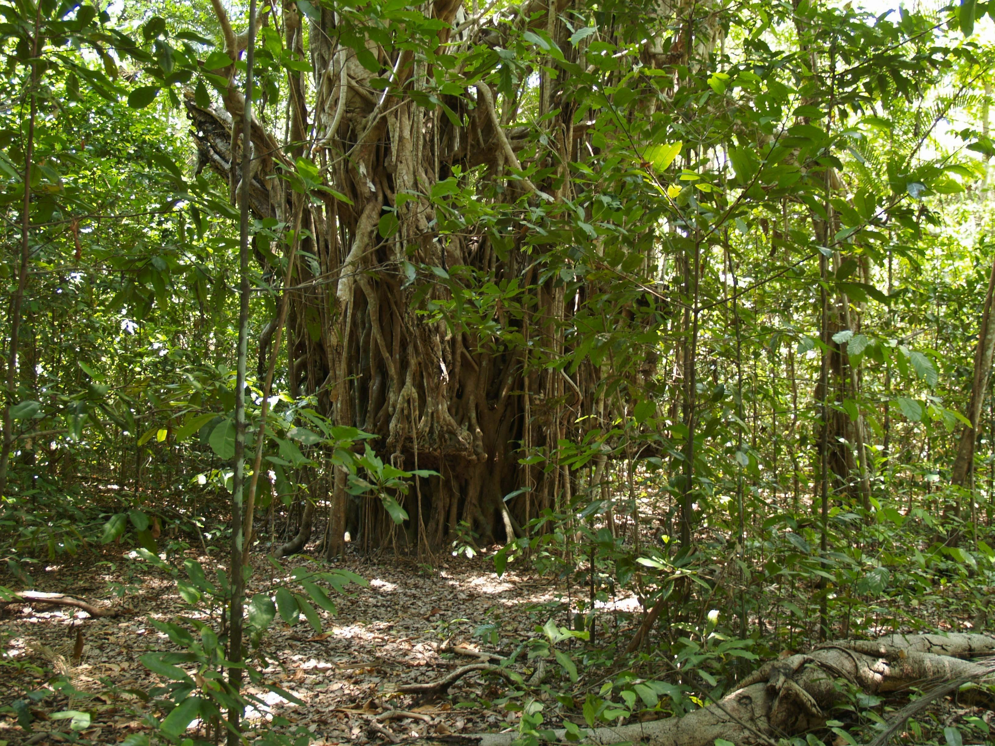 Brian Creek Monsoon Forest