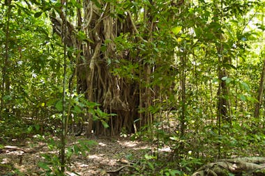 Brian Creek Monsoon Forest