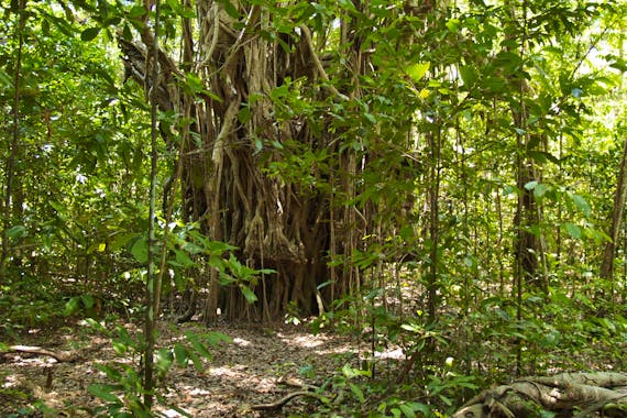 Brian Creek Monsoon Forest