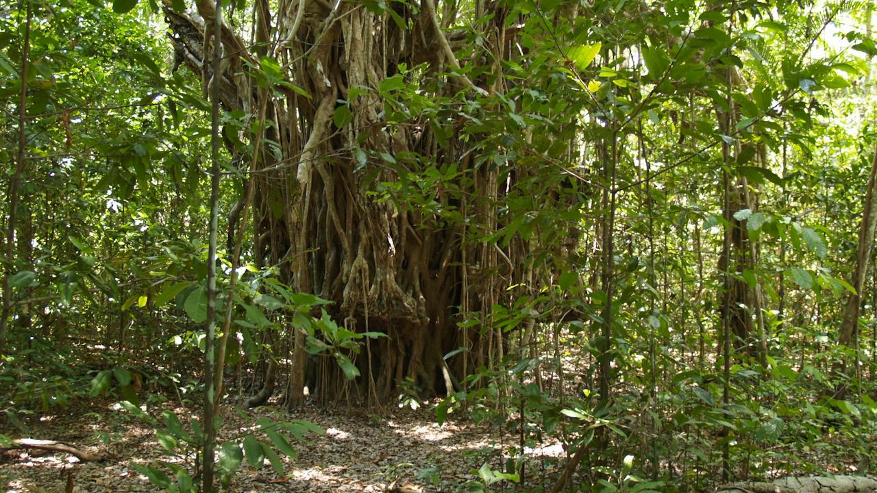 Fig Trees at Brian Creek