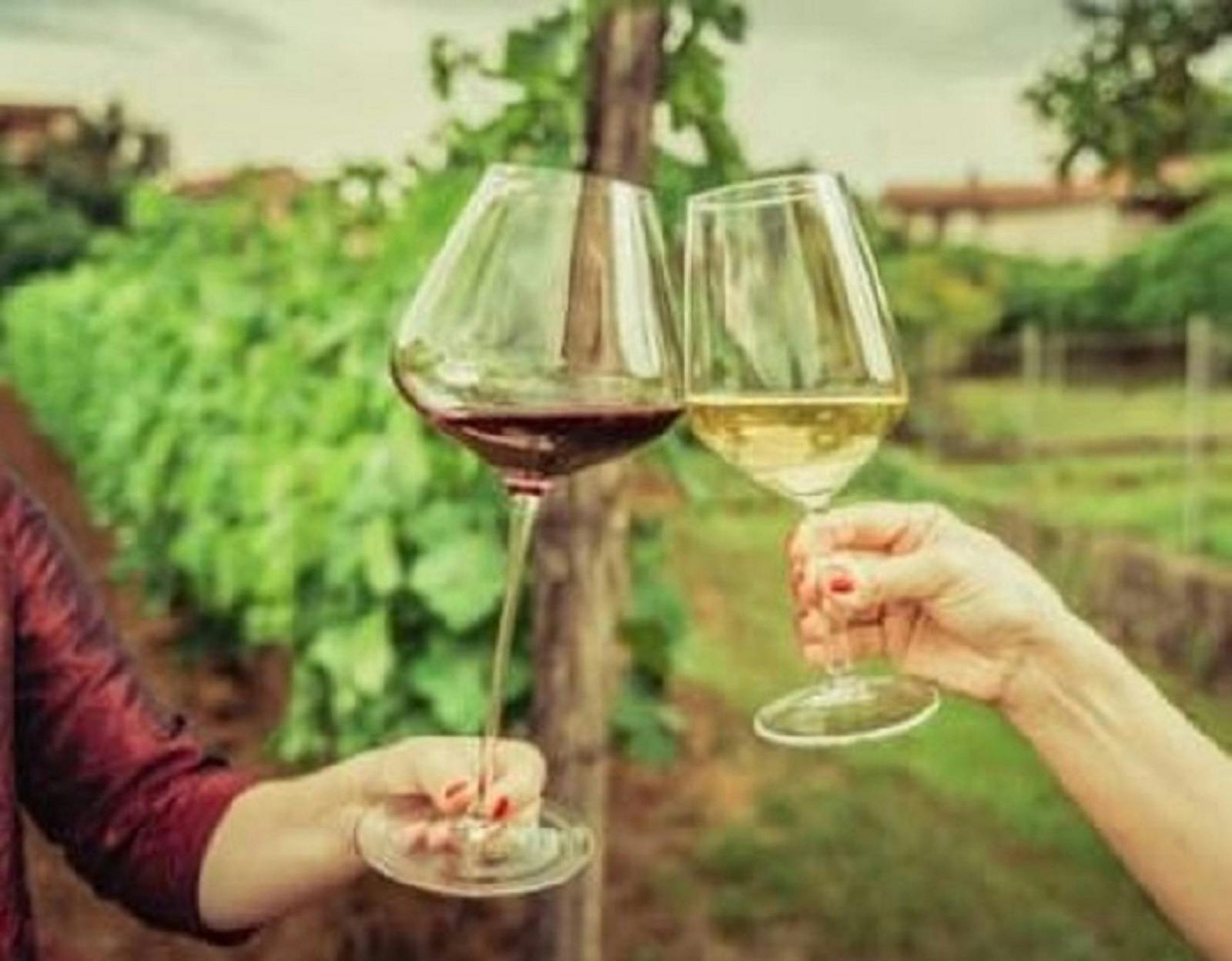 BOS Tours QLD Wine and Adventure Tours