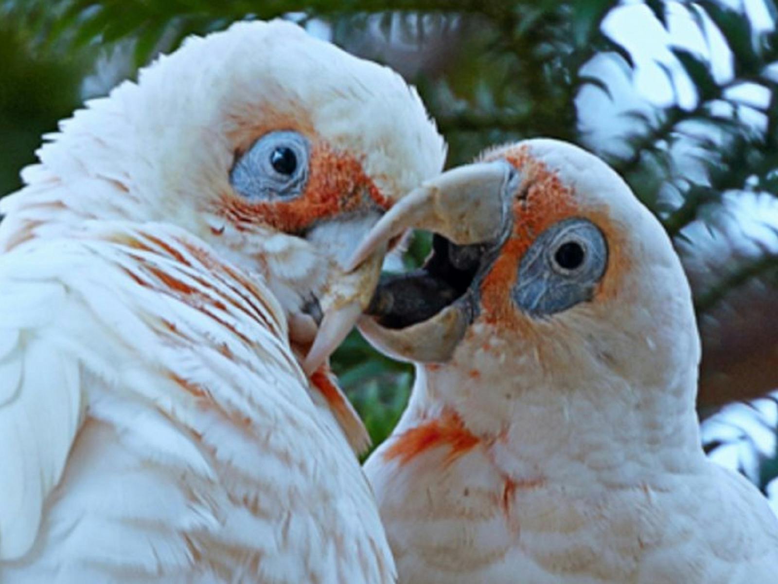 Image for Rod Julian - Australian Birds: Lucky Captures