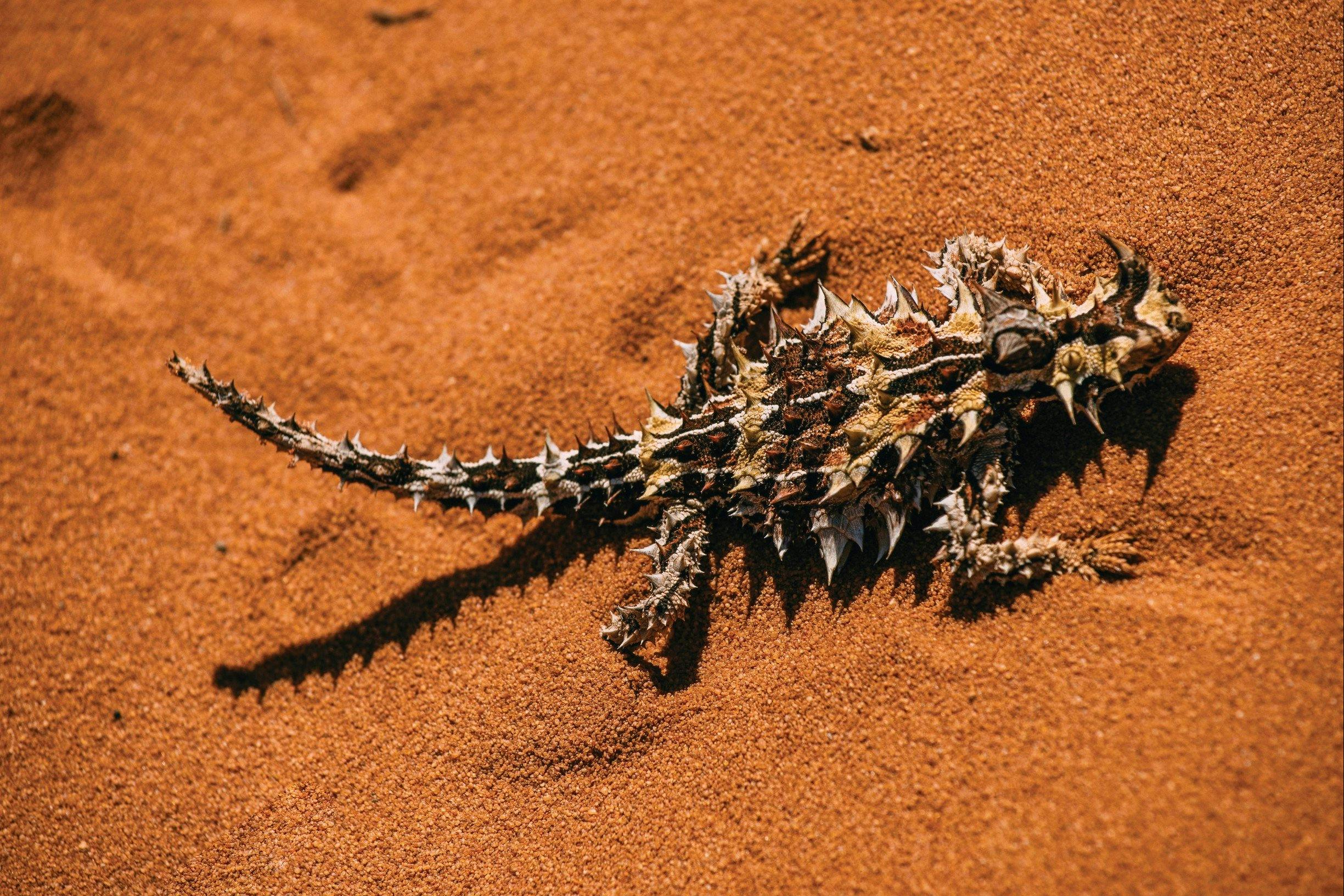 Coral Coast Wildlife, Shark Bay, Western Australia