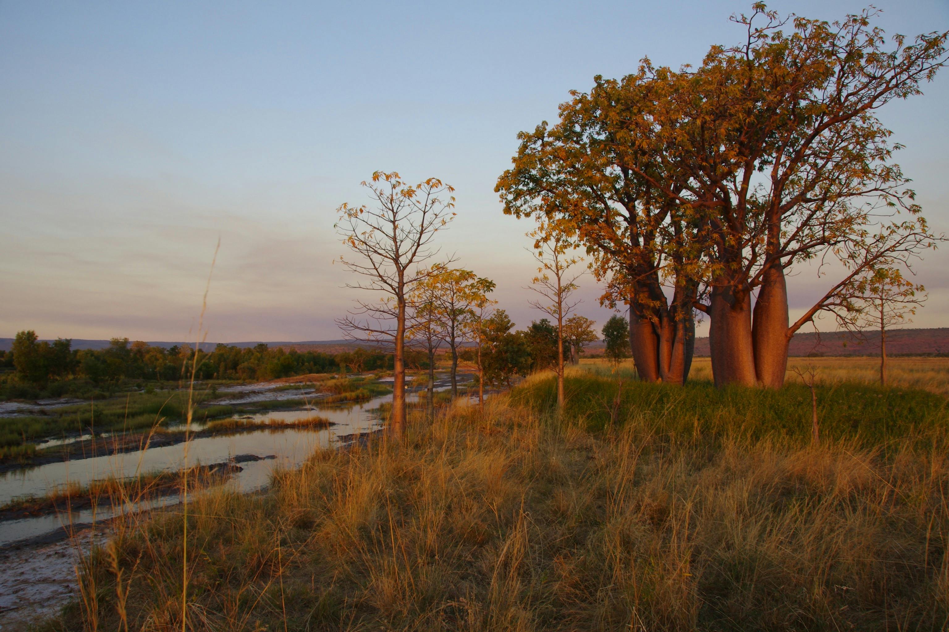 a field with boab trees