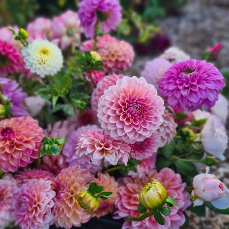Pink and mauve dahlia flowers