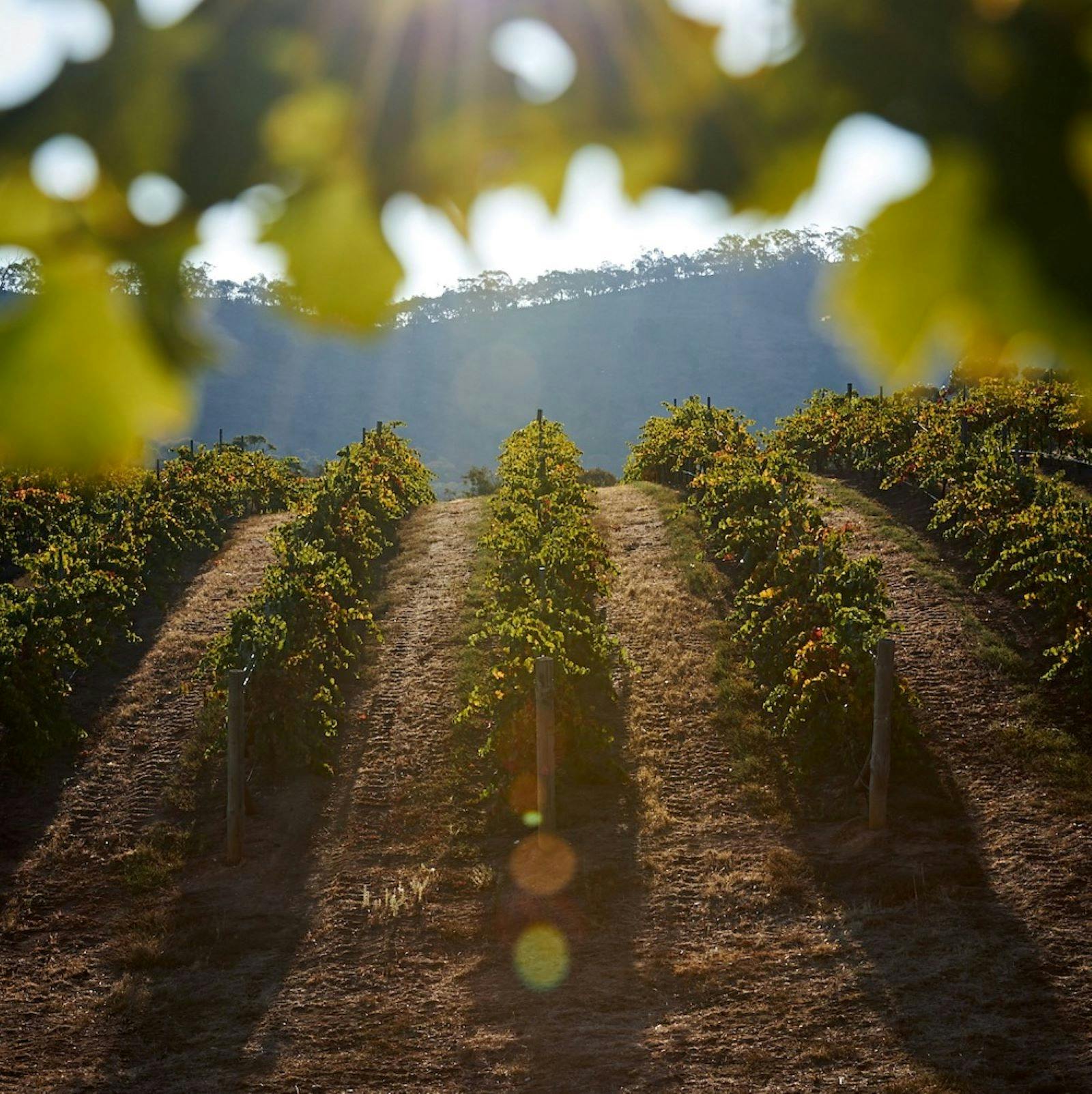 Vines