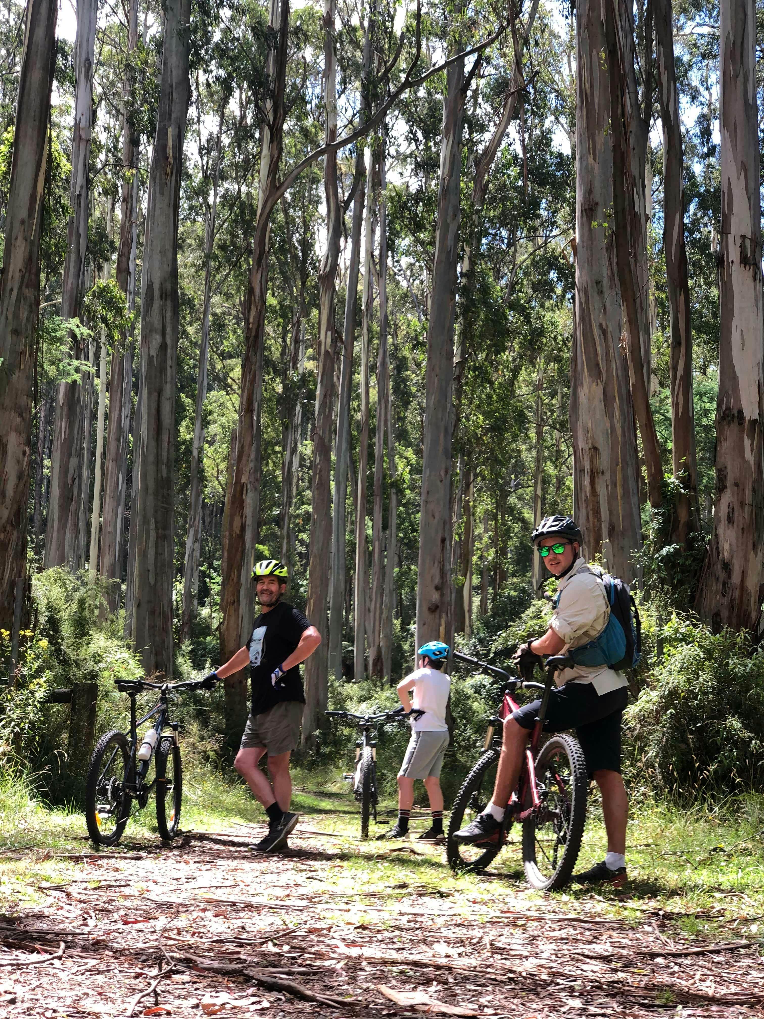 Redwood Forest Mountain Bike Tour