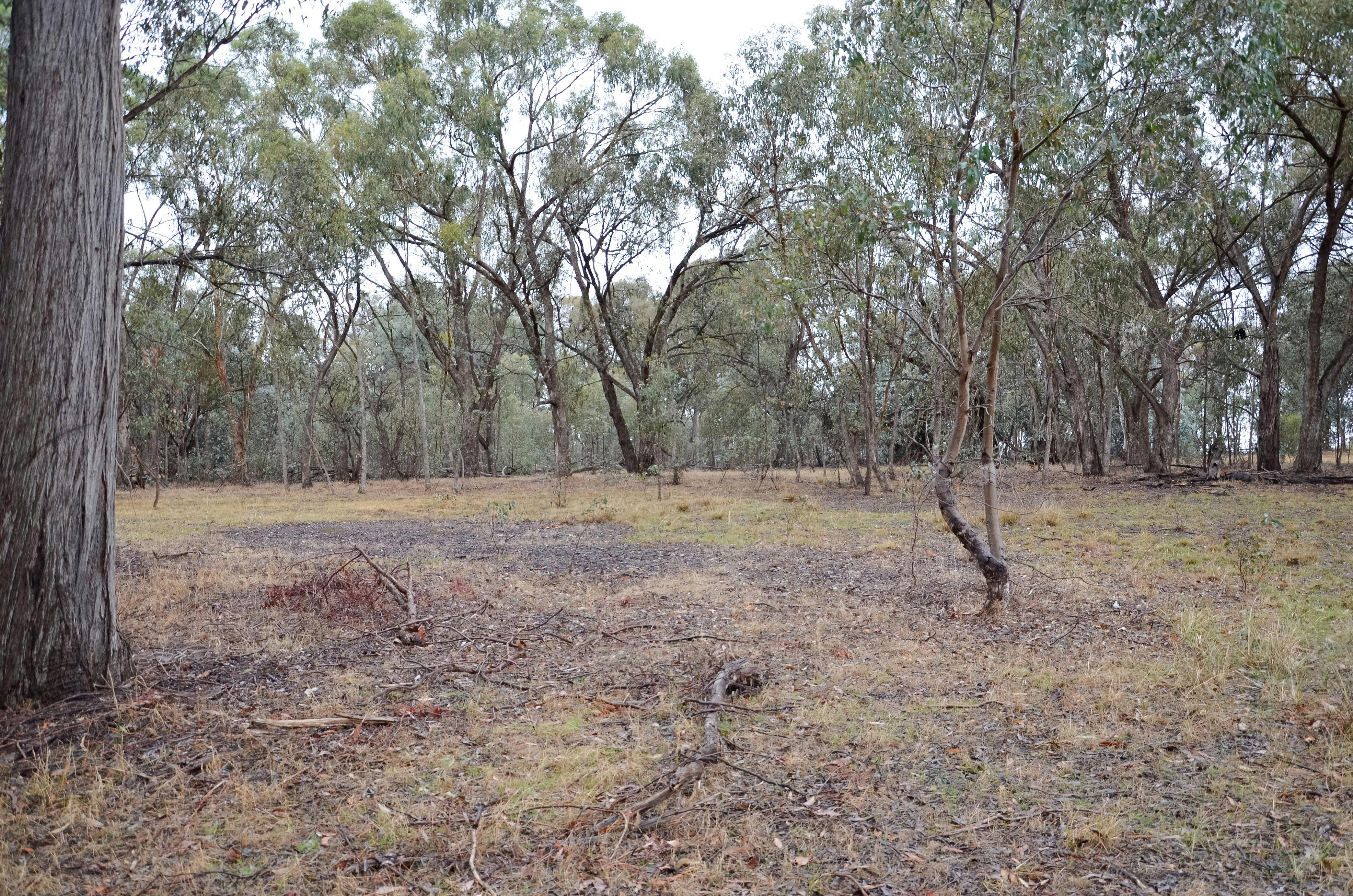 A small clearing at Stringybark Reserve