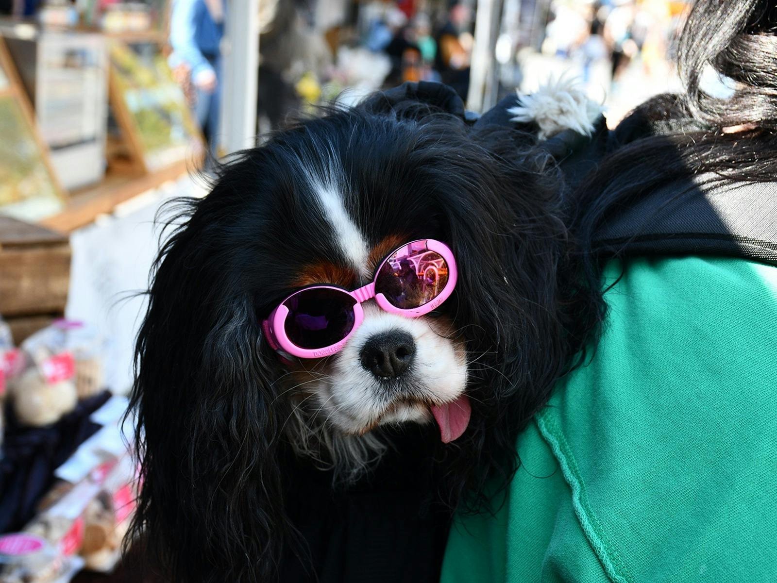 A happy doggy at the Bridge market
