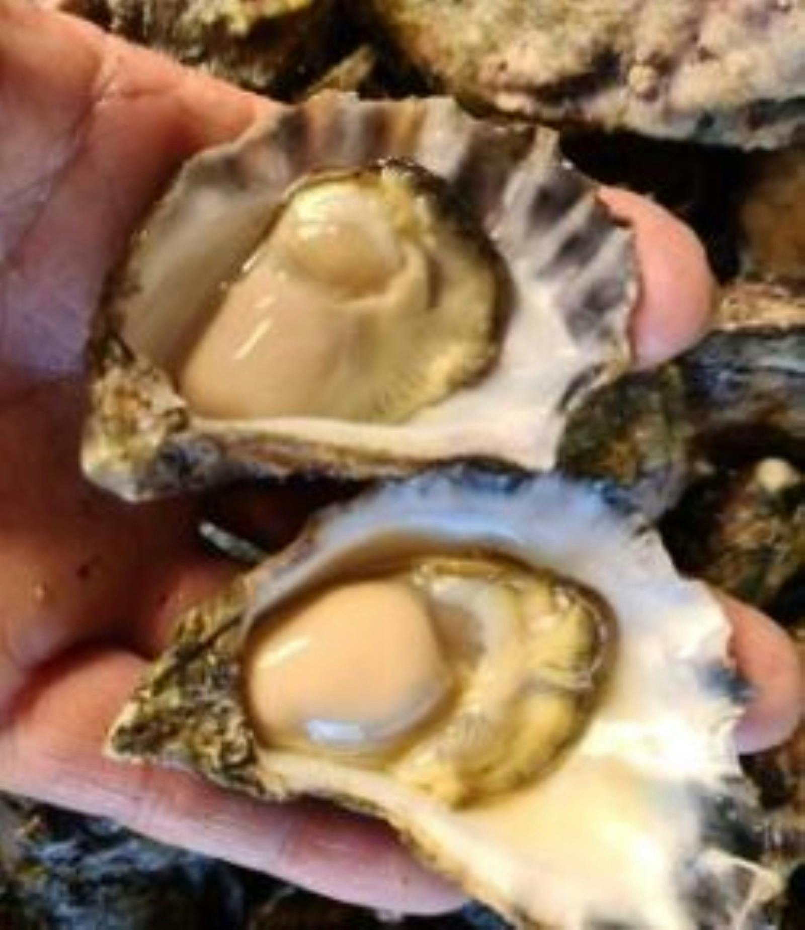 Beautiful, plump, fresh rock oysters from Montague Oysters.