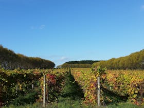 Caroline Hills vineyard in autumn