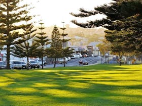 Port Lincoln foreshore with green lawns, tall pine trees and town buildings in the background.