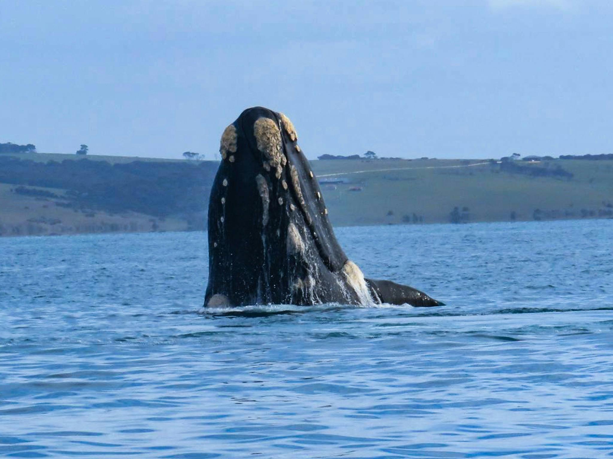 A Southern Right Whale breaches out of the water