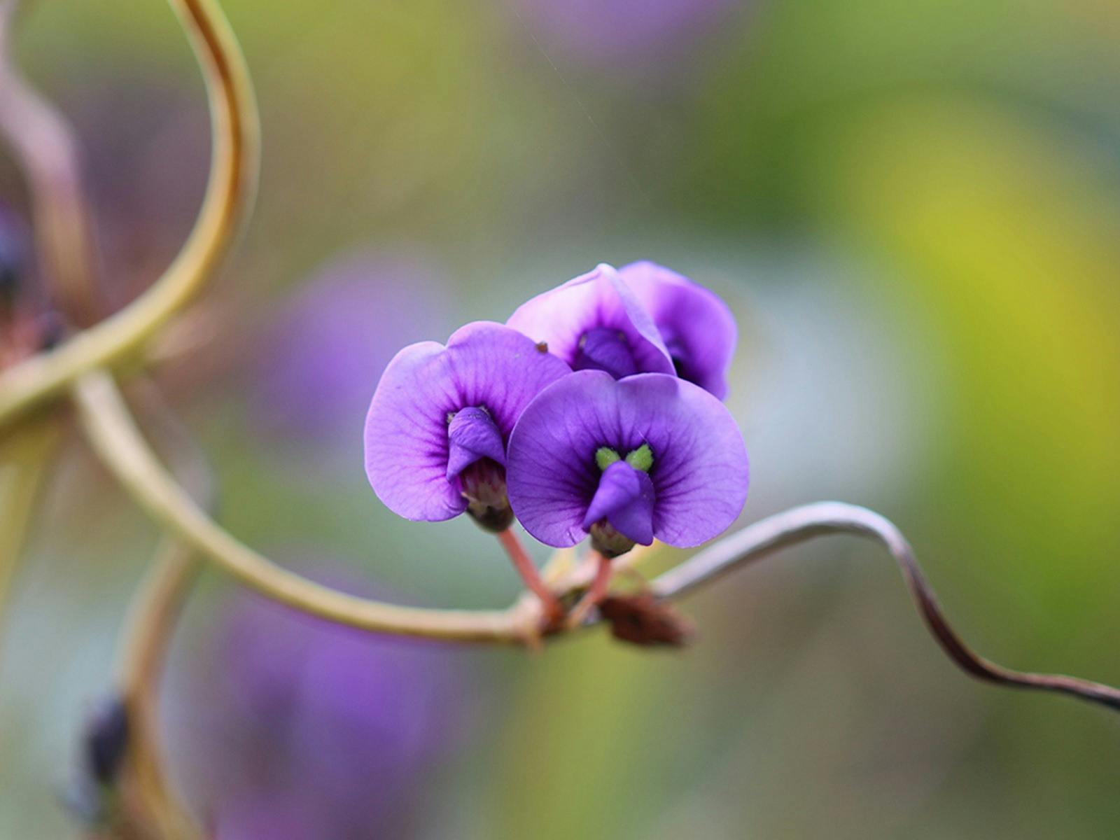 Delicate purple flower in bloom