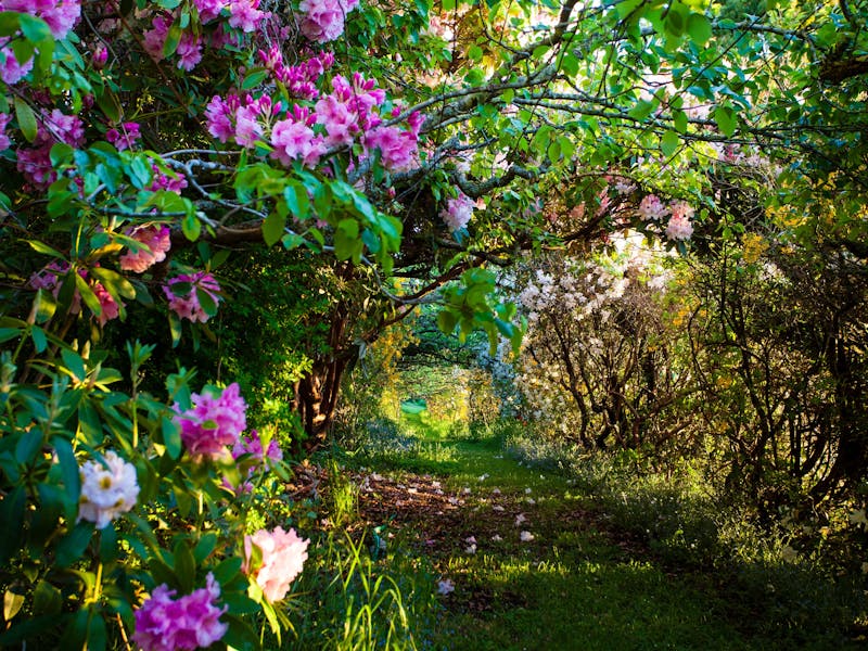 The Pear Walk