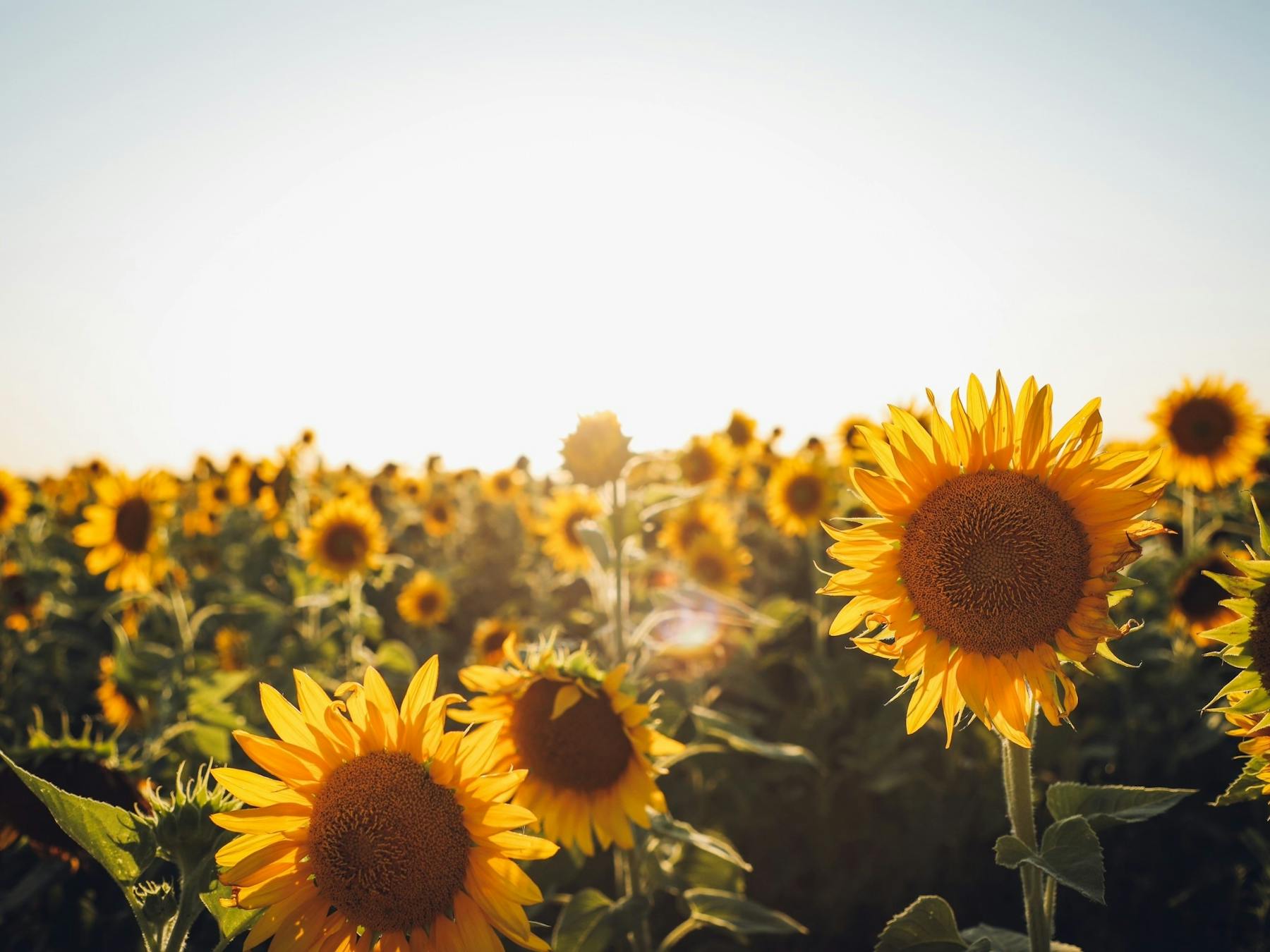 Sunflowers in a field