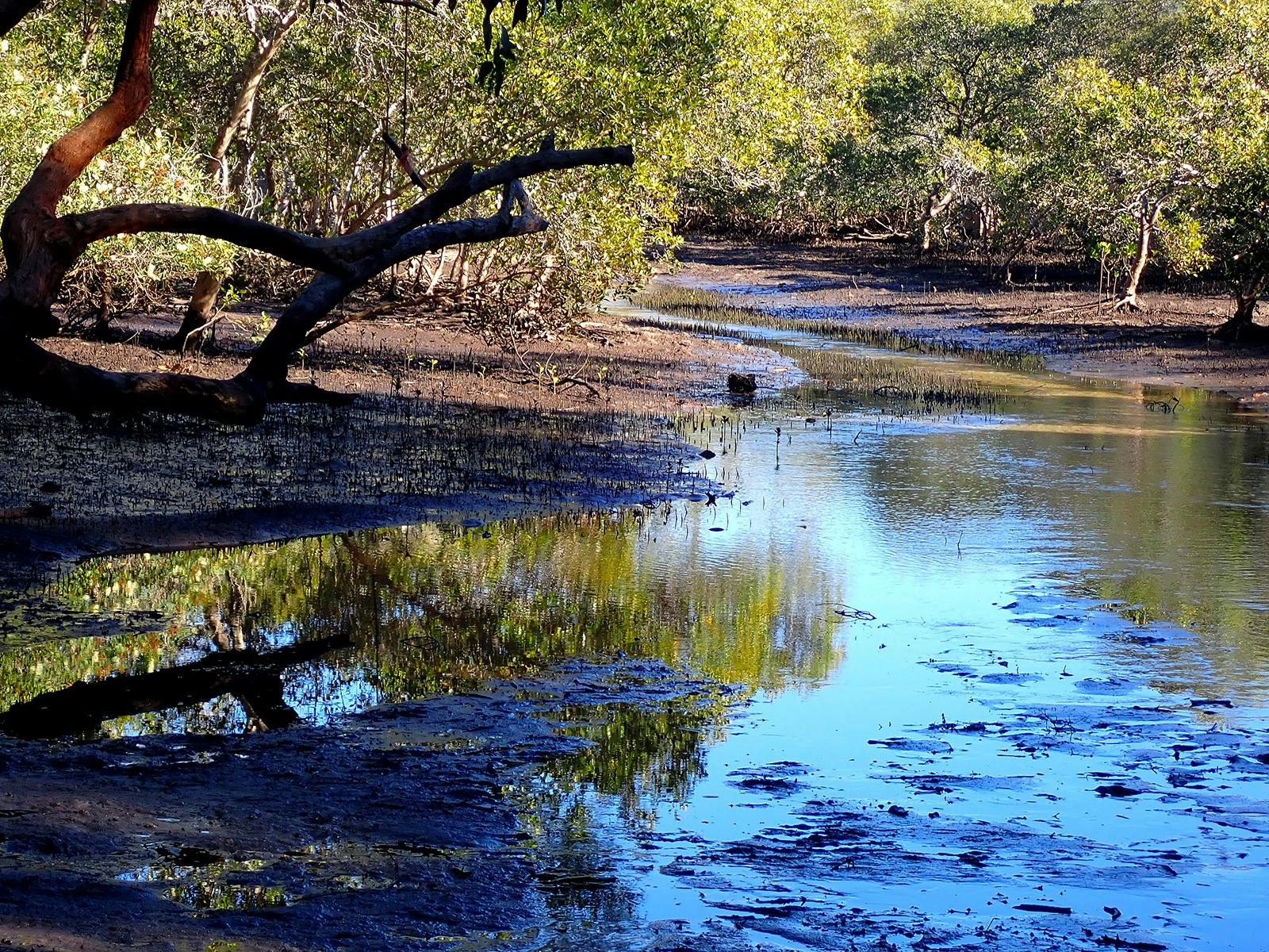 Myora Springs were sweet water meets salt water
