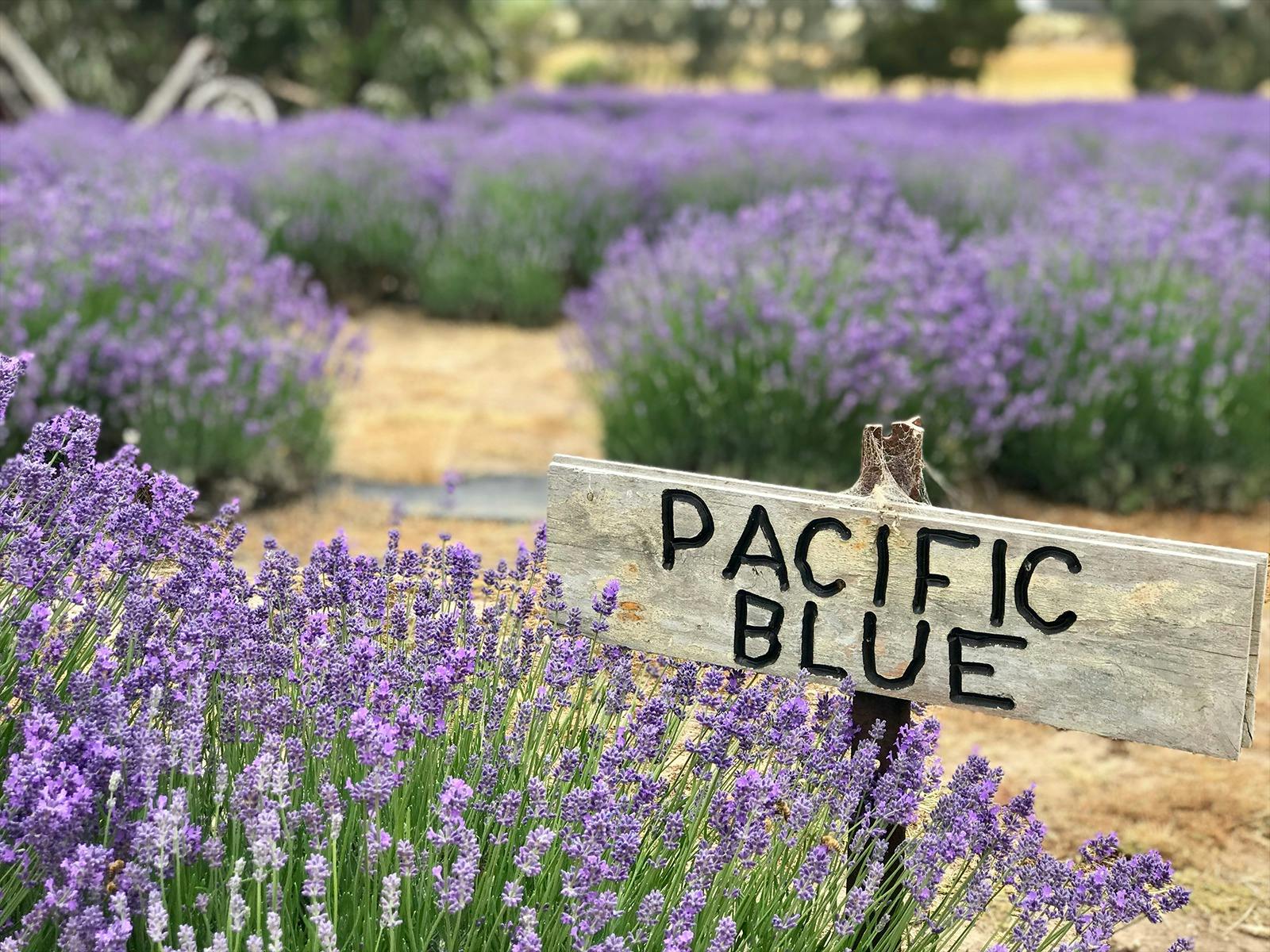 Gorgeous views await at the Emu Bay Lavender Farm
