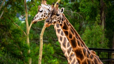 Giraffe