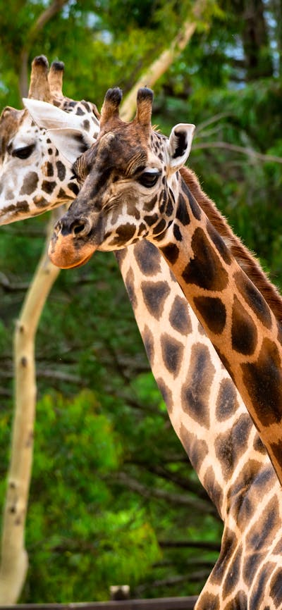 Giraffe